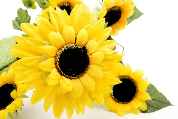Słoneczniki kwiaty — Zdjęcie stockowe