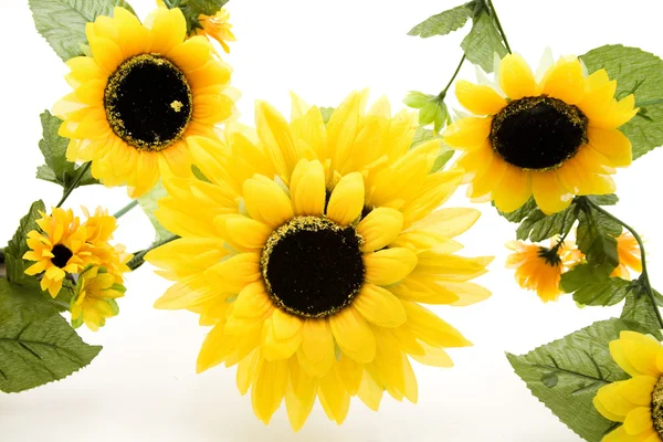 Sunflowers blossoms — Stock Photo, Image