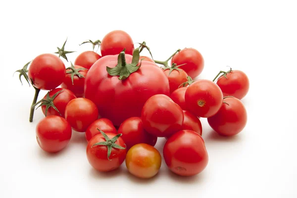 灌木番茄 — 图库照片
