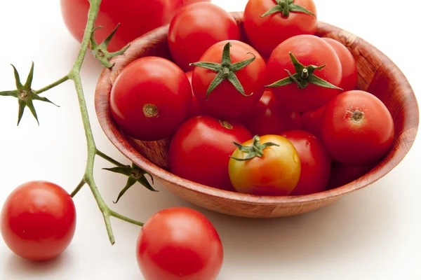 Krzew pomidory w misce — Zdjęcie stockowe