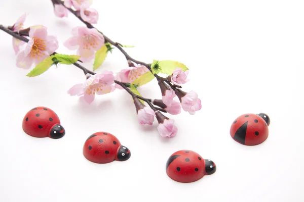 Marienkäfer mit Blüten — Stockfoto