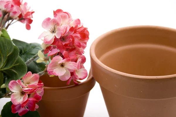 Géraniums avec pot de fleurs — Photo