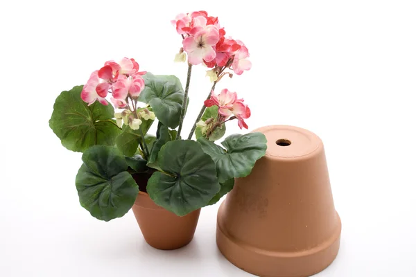 Gerani con vaso da fiori — Foto Stock