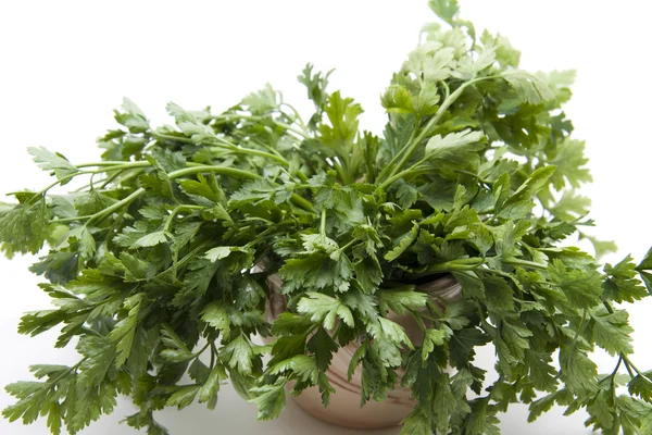Fresh parsley in the pot — Stock Photo, Image
