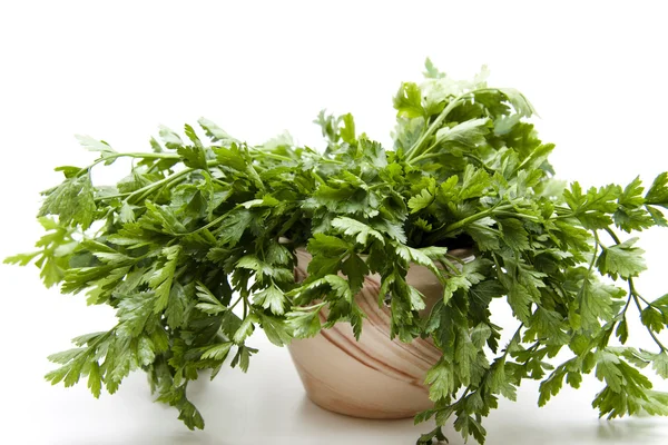 Fresh parsley in the pot — Stock Photo, Image