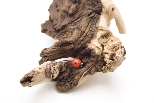Uğur böceği ile eski ağaç kök — Stok fotoğraf