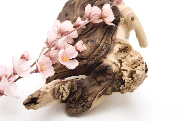 Root with flowering branch — Stock Photo, Image
