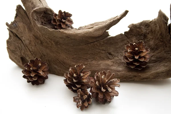 Cones de pinheiro e raiz de árvore — Fotografia de Stock