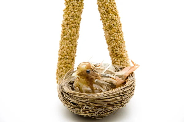 Gierst met vogel nest — Stockfoto