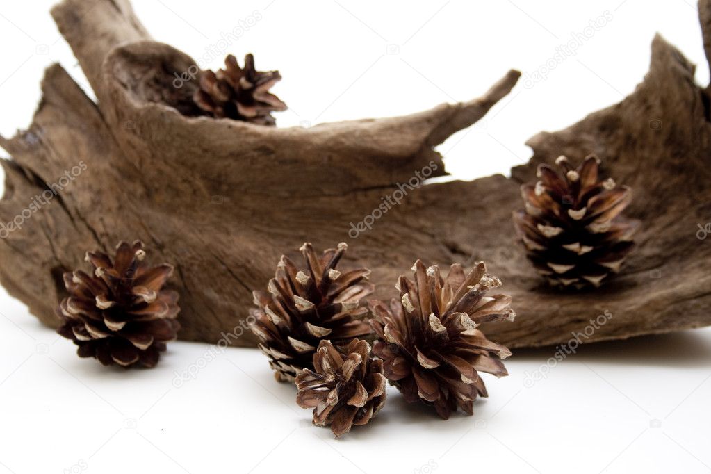 Pine cones and tree root