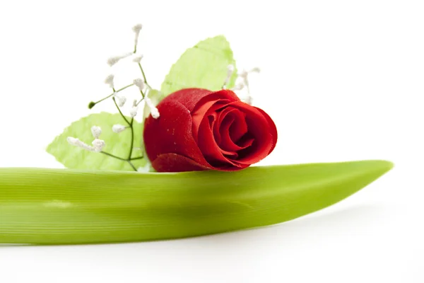 Arkusz z różami — Zdjęcie stockowe
