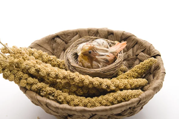 Bird in nest with feed — Stock Photo, Image