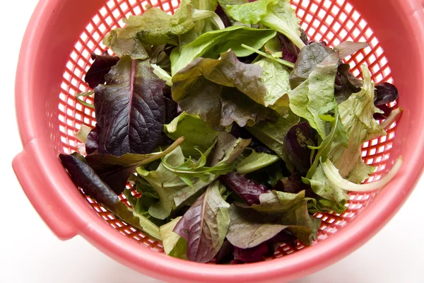 Salade wassen — Stockfoto
