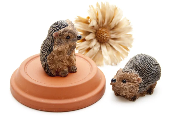 Hedgehog with tone lid — Stock Photo, Image