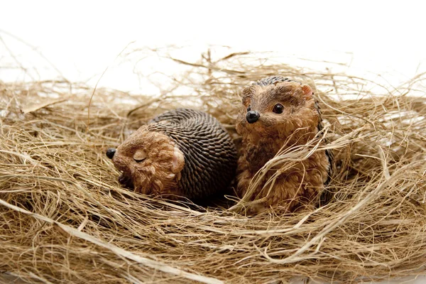 巣の中のハリネズミ — ストック写真