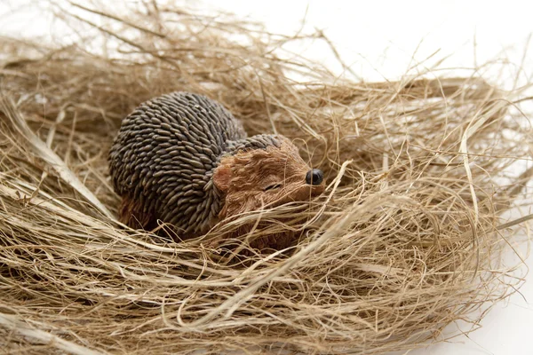 Egel in nest — Stockfoto