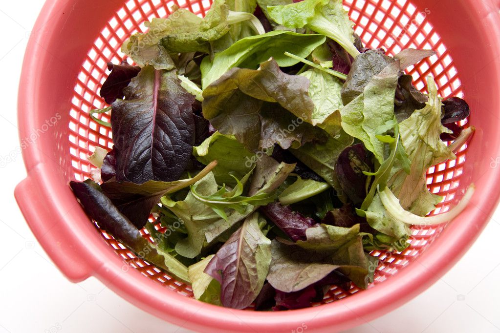Foto Stock Ceppo Insalata Foto Immagini Ceppo Insalata Depositphotos