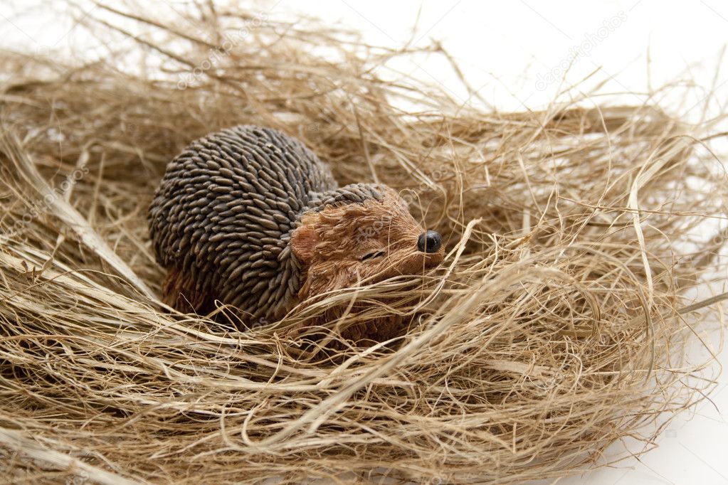 Hedgehog in nest Stock Photo by ©mayeruwe 11972928