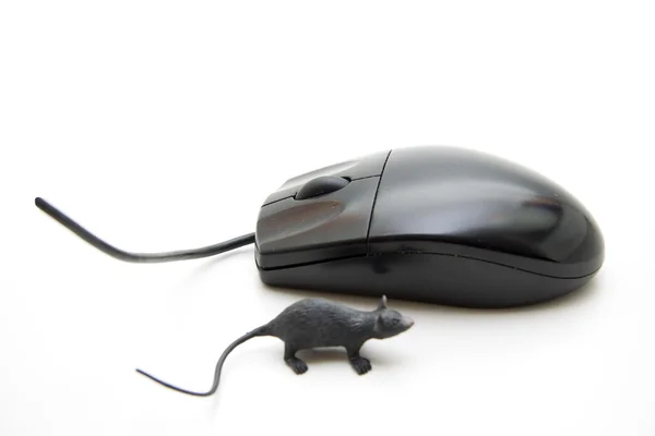 Pc mouse and real mouse — Stock Photo, Image