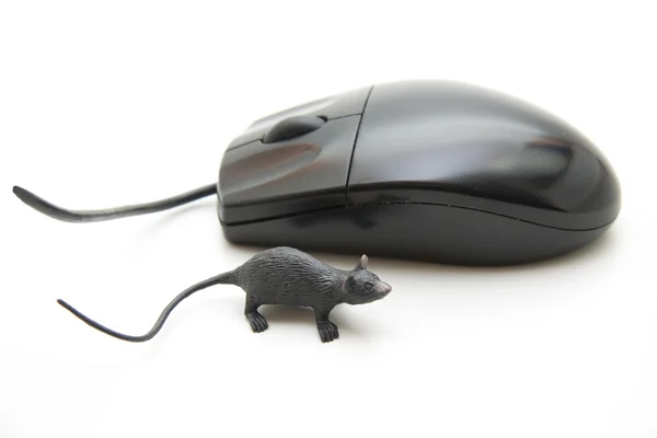 PC myš a skutečný myš — Stock fotografie