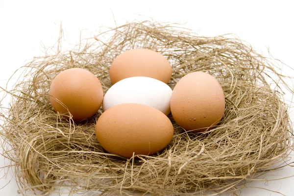 원시 계란 — 스톡 사진