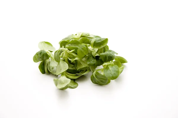 Зеленому полі салат — стокове фото