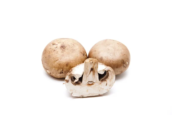 Funghi freschi — Foto Stock
