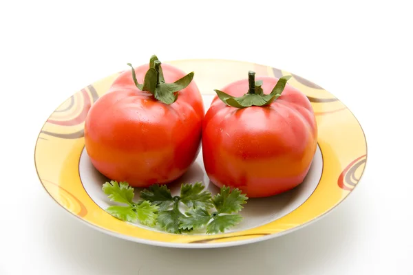 Krzew pomidory — Zdjęcie stockowe