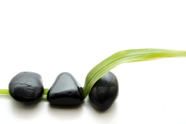 Yeşil bir yaprak siyah taşlarla — Stok fotoğraf