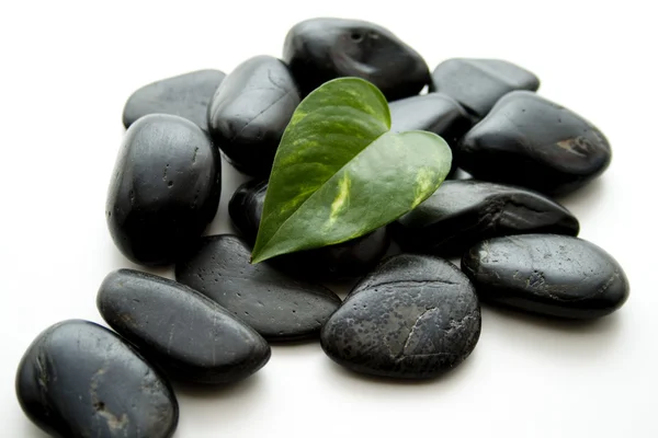 Pedras pretas com uma folha verde — Fotografia de Stock