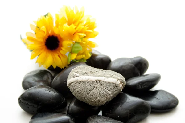 Pedras pretas com girassol — Fotografia de Stock