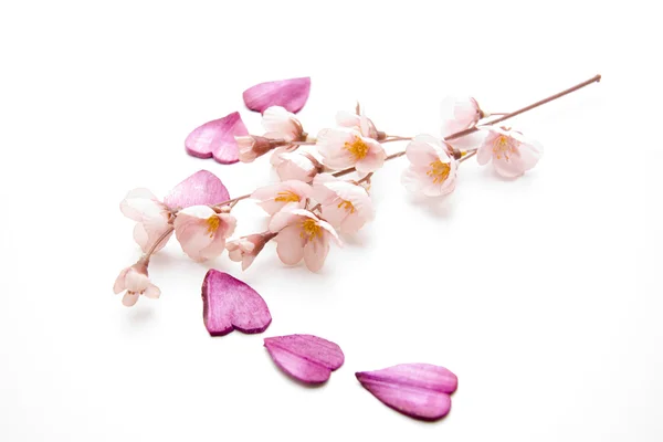 Folhas de flores cor de rosa — Fotografia de Stock