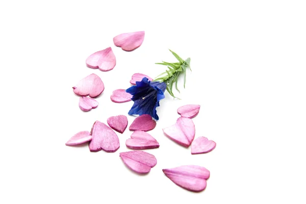 Fogli di fiori rosa — Foto Stock
