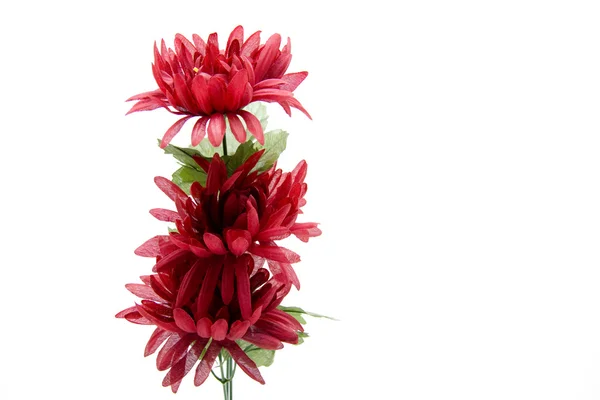 Rote Blume — Stockfoto