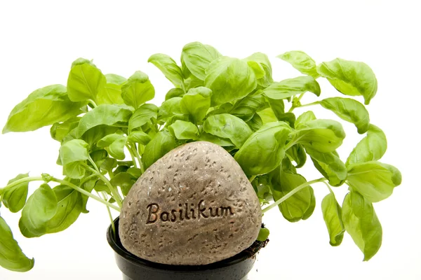 Fresh basil — Stock Photo, Image