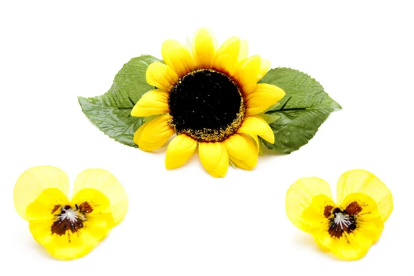 黄色の花ヒマワリ — ストック写真