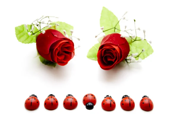 Mariquitas con Rosa Roja —  Fotos de Stock