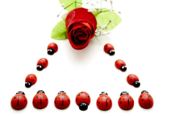 Ladybirds with Red Rose — Stock Photo, Image