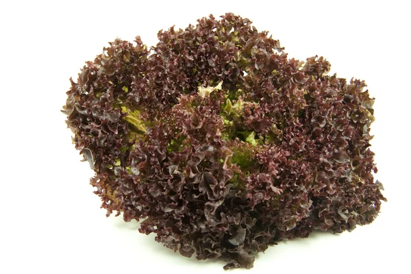 Kırmızı taze salata — Stok fotoğraf