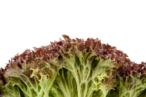 Roter frischer Salat — Stockfoto
