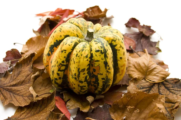 Decoration Pumpkin on foliage — Stock Photo, Image
