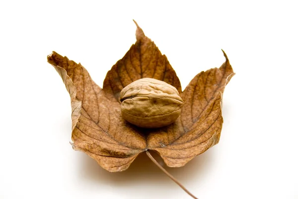 Hnědé ořechy na list — Stock fotografie