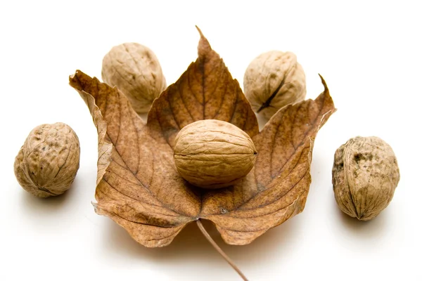 Brown Walnuts at a sheet — Stock Photo, Image