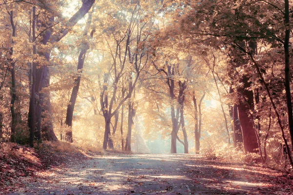 Golden autumn, landscape — Stock Photo, Image