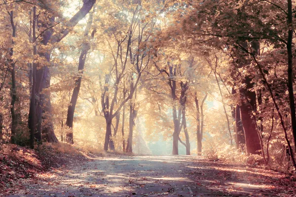 Золота осінь, краєвид — стокове фото