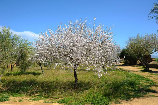 Almond Tree — Stock Photo, Image