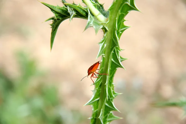 Bug rouge — Photo
