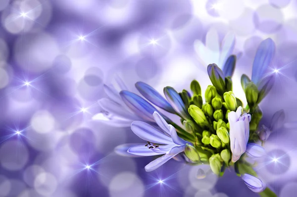 Fiore su sfondo viola — Foto Stock