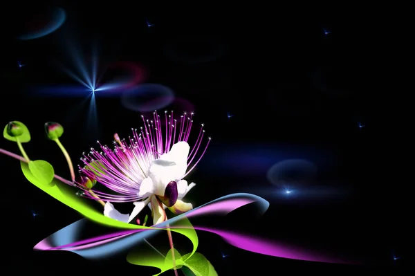 A fairy flower — Stock Photo, Image