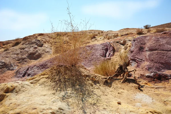 Um arbusto do deserto em areias coloridas — Fotografia de Stock